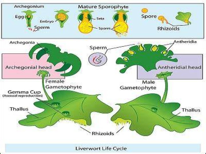 What does antheridiophore meaning?