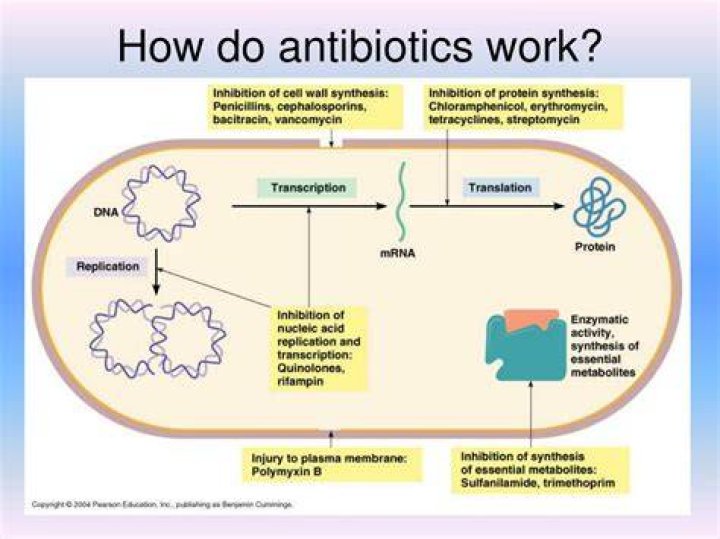 What does antibiotic mean?