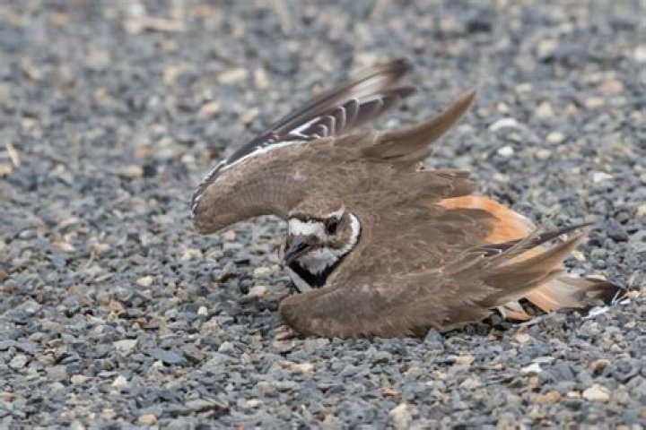 What does broken winged bird mean?