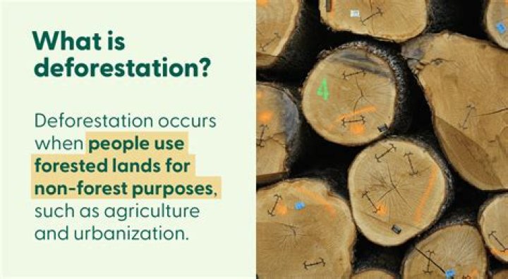 What does deforestation mean?