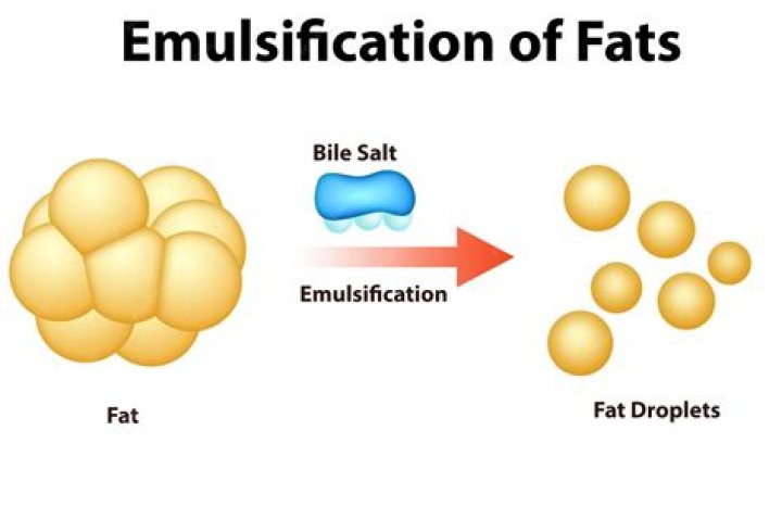 What does emulsifies fat mean?