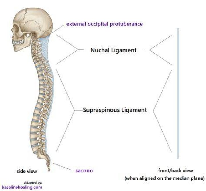 What does ligamentum nuchae?