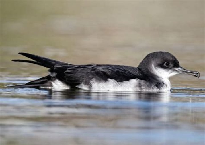 What does shearwaters eat?