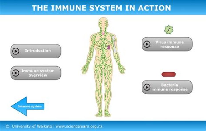 What does the immune system do?