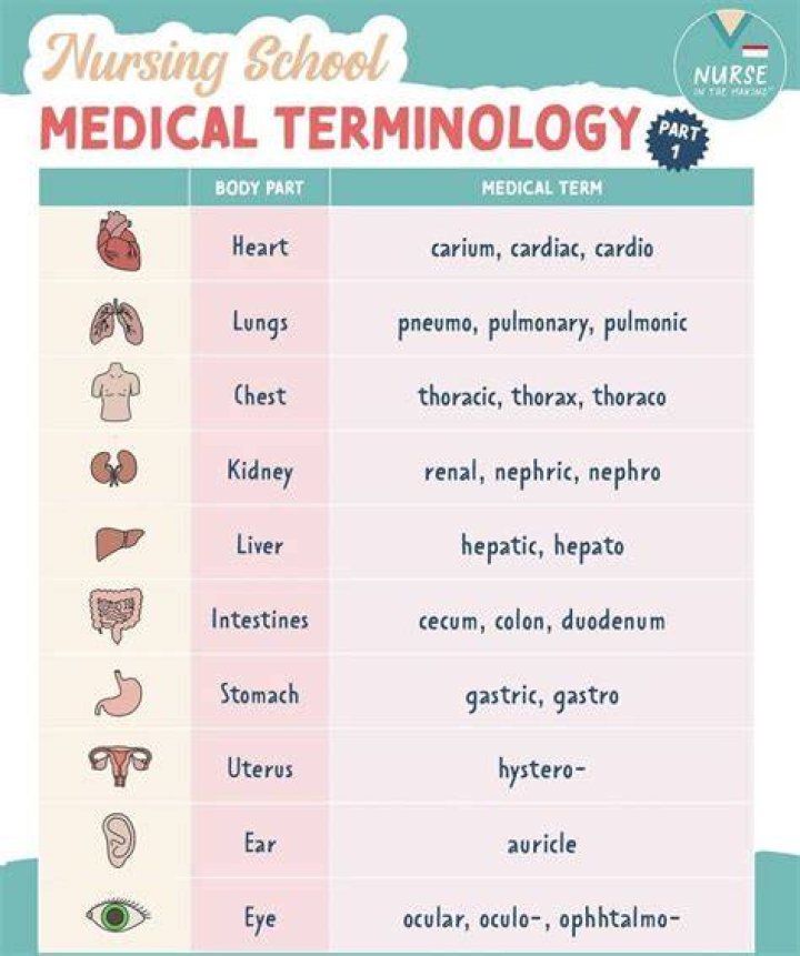 What does the medical term interstices mean?