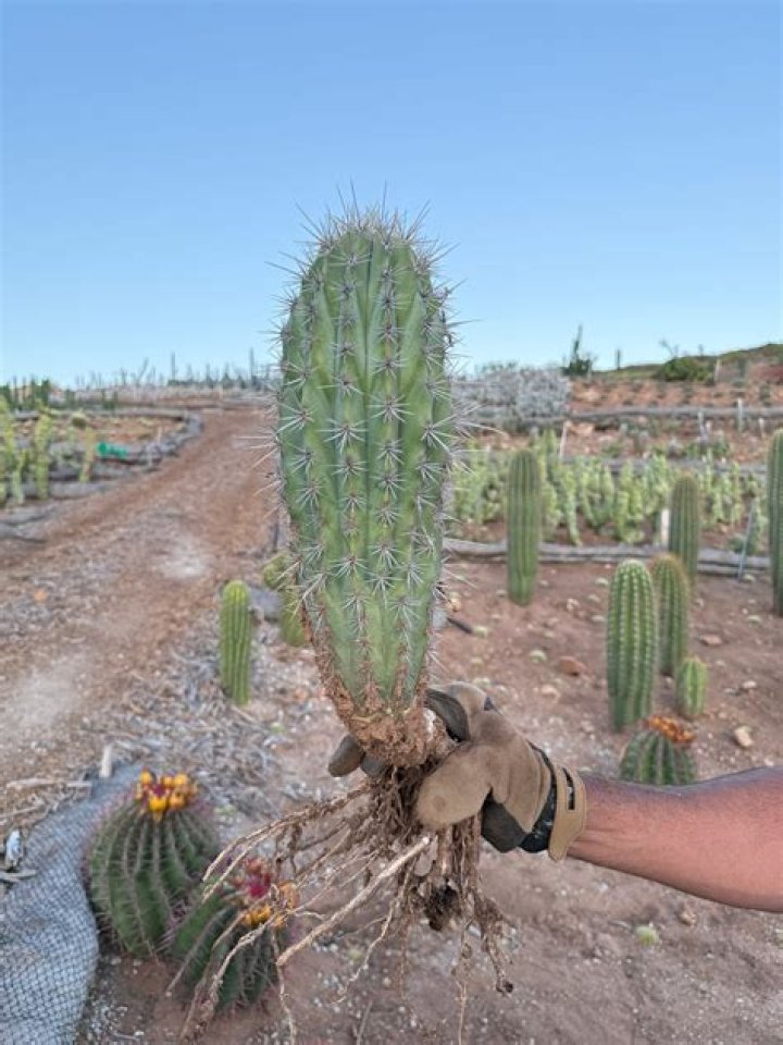 What is a false saguaro?