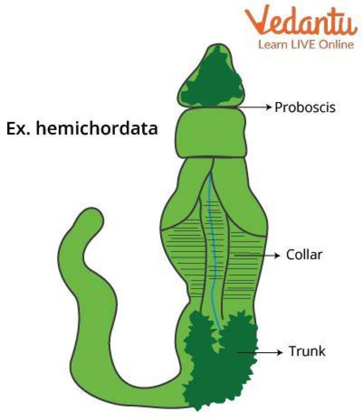 What is another name for hemichordata?