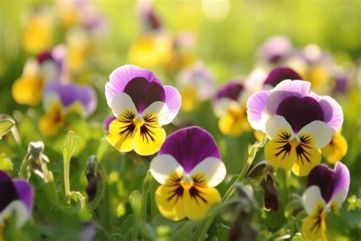 What is called heartsease?