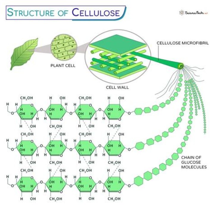 What is celluloses disease?