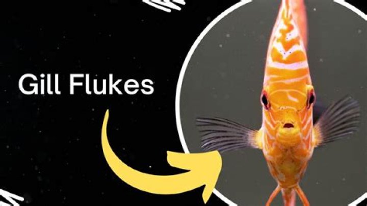 What is gill flukes?