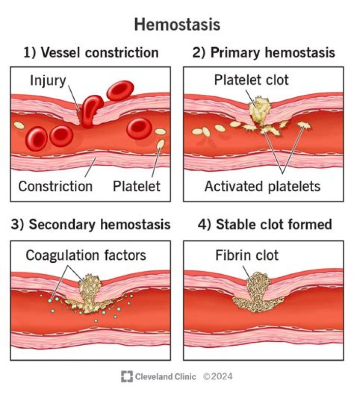 What is haemostasis simple definition?