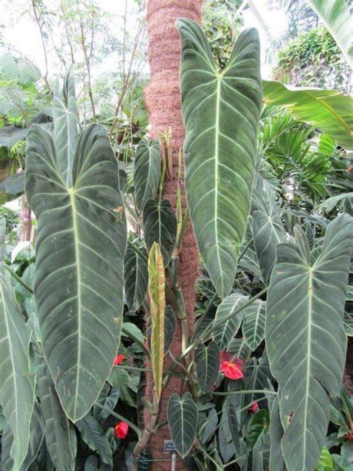 What is melano plant?