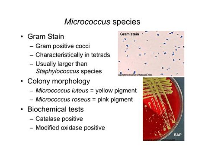 What is micrococcus species?