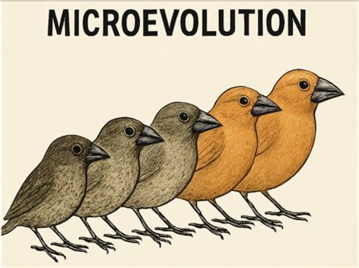 What is microevolution in biology?