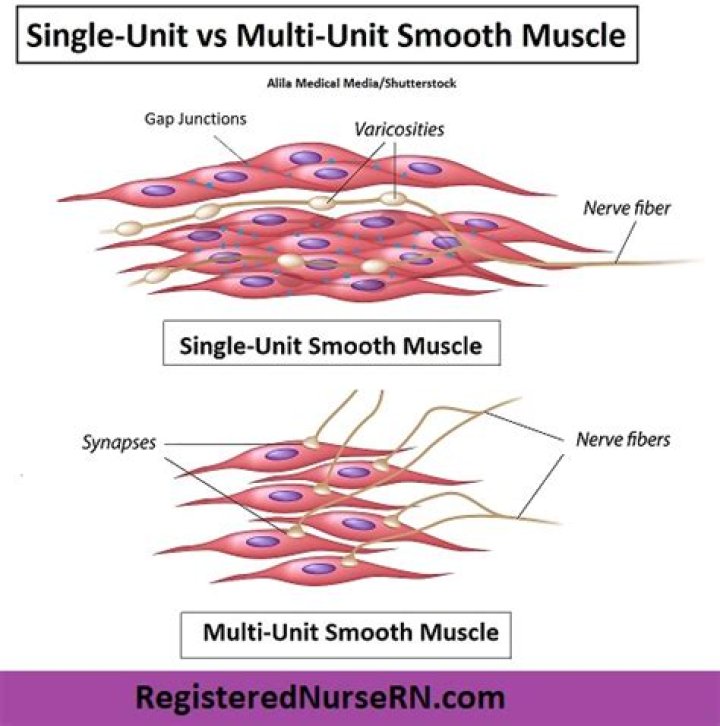 What is multiunit smooth muscle?