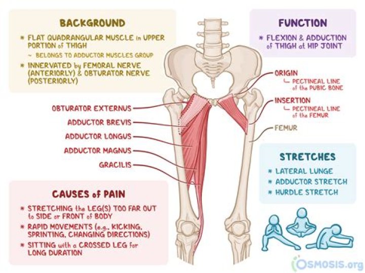 What is muscle fatigable?