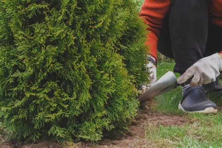 What is the best time to plant shrubbery?