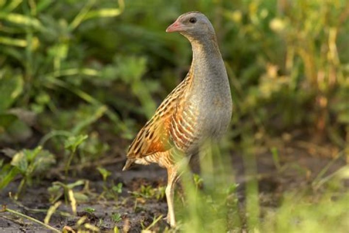What is the definition for corncrake?