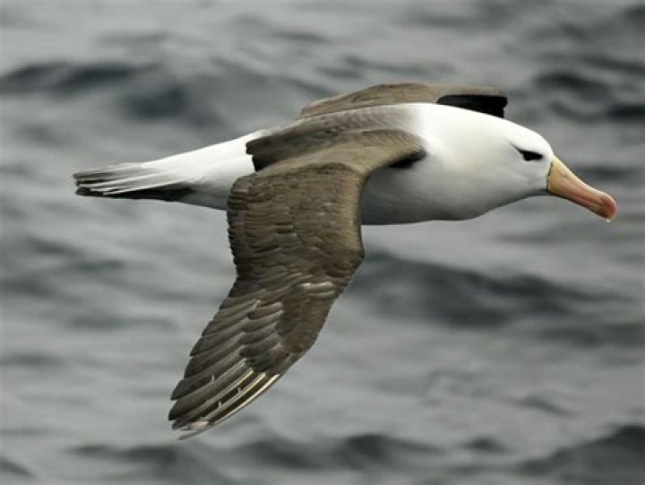 What is the largest seabird?