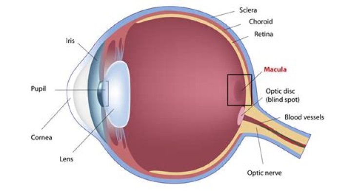 What is the macula lutea of the eye?
