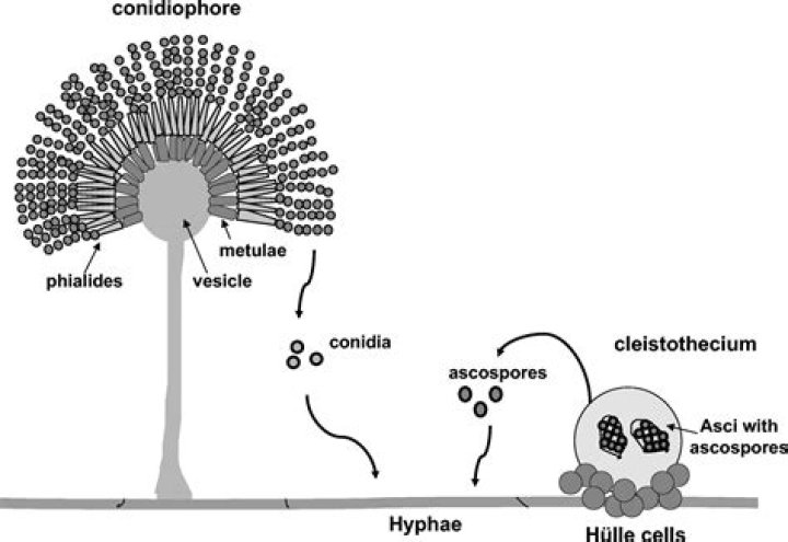What is the meaning of sporification?
