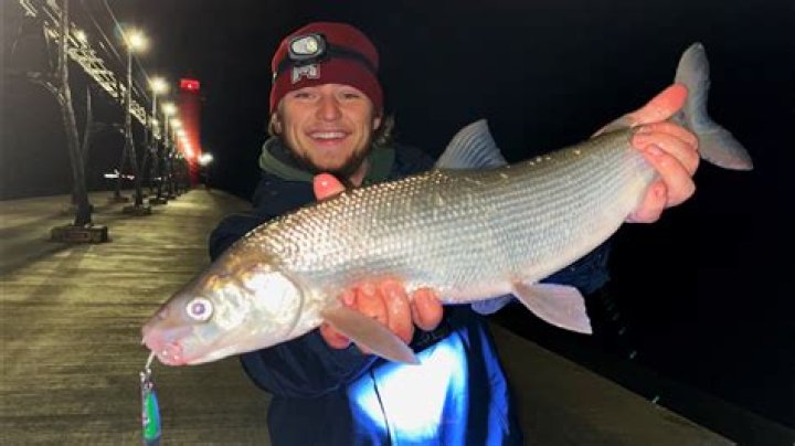 What is whitefish in michigan?