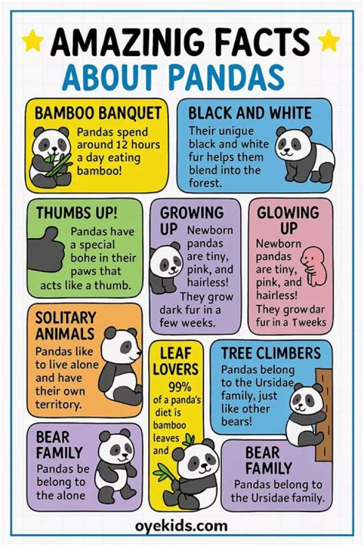 What pandas do for fun?