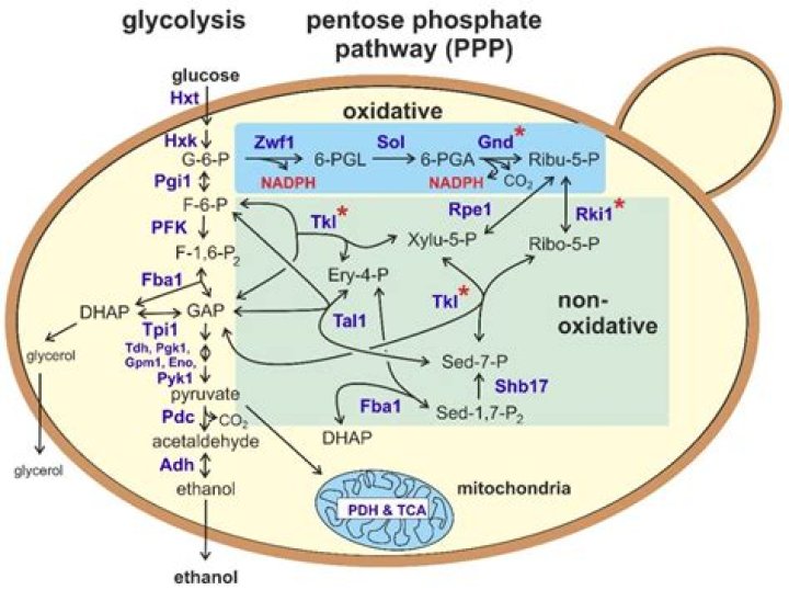 What pentose phosphate pathway?