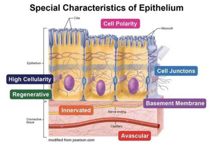 What tissue type has polarity and is avascular?