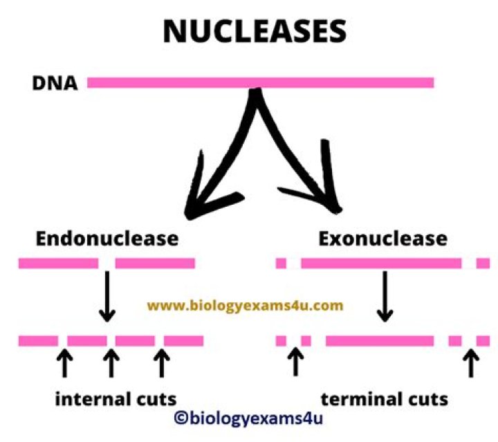 What type of biological molecule is an exonuclease?