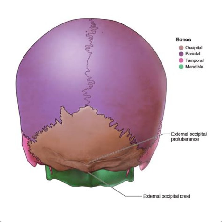 What type of bone is occipital?