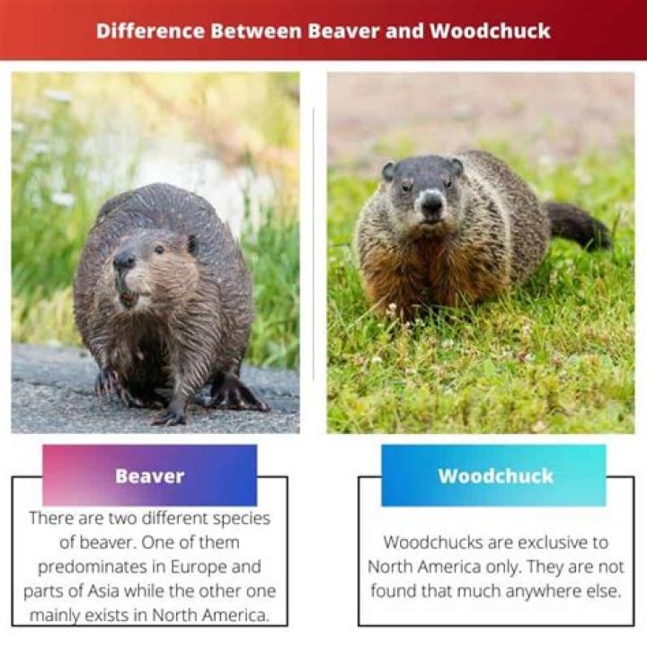 Whats the difference between a woodchuck and a beaver?