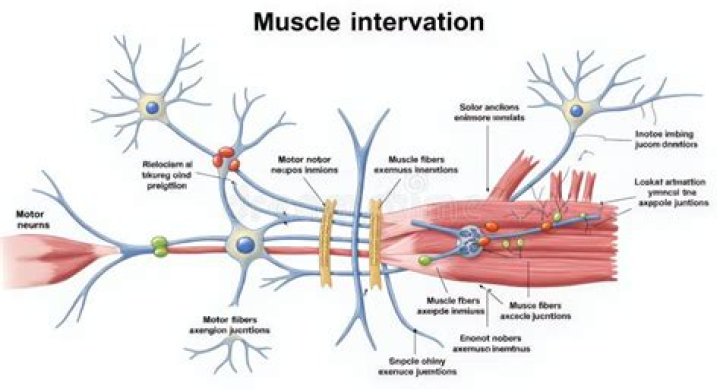 Whats the meaning of innervation?