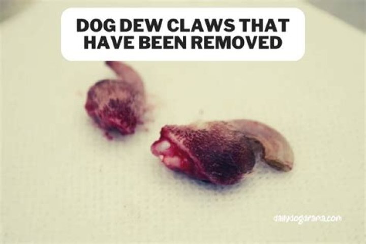 When can dewclaws be removed?
