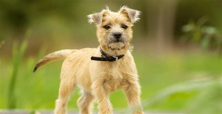 When do cairn terriers ears stand up?