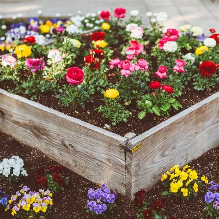 When do heartsease flower?