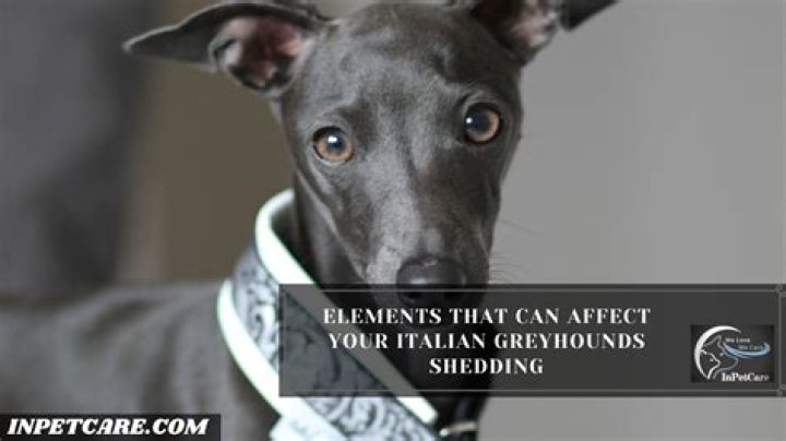 When do italian greyhounds shed?