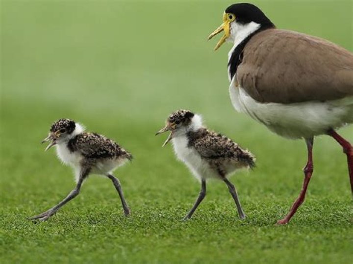When do plovers mate?