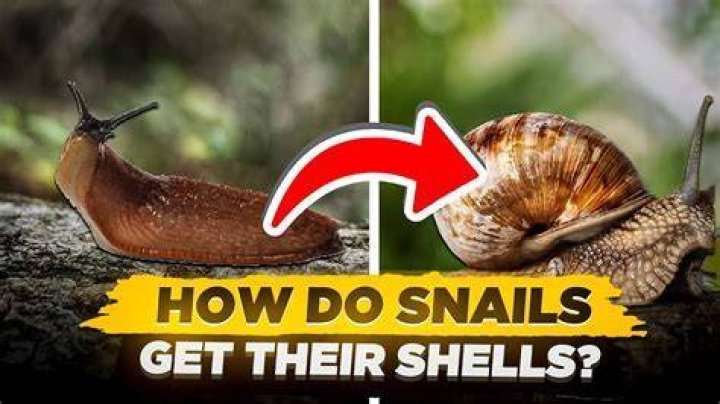 When do snail shells grow?