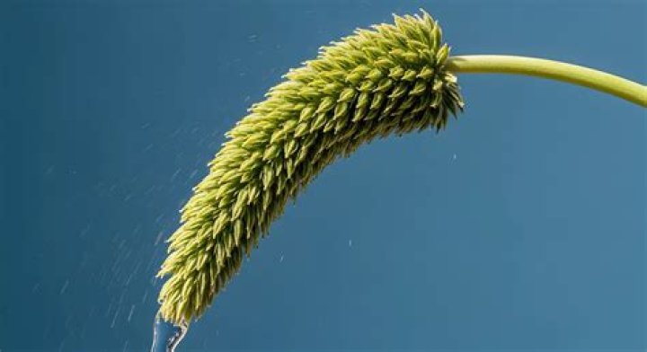 When does dew start falling?