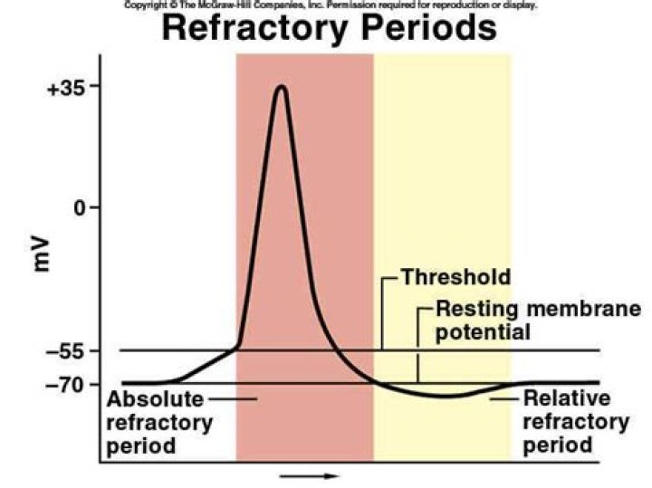When does refractory period occur?