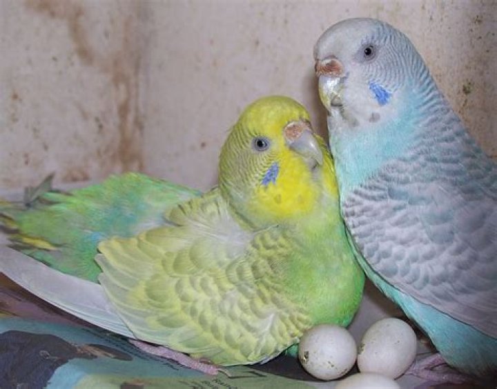 When parakeet eggs hatch?