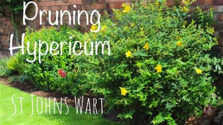 When to cut back hypericum?