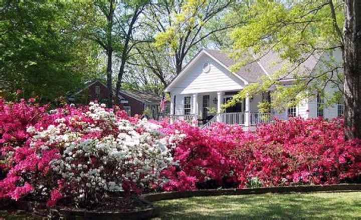 When to plant azaleas?