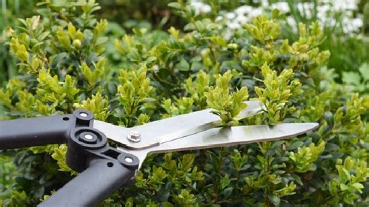 When to prune phlomis?