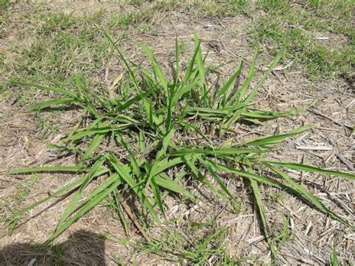 When to spray paspalum?