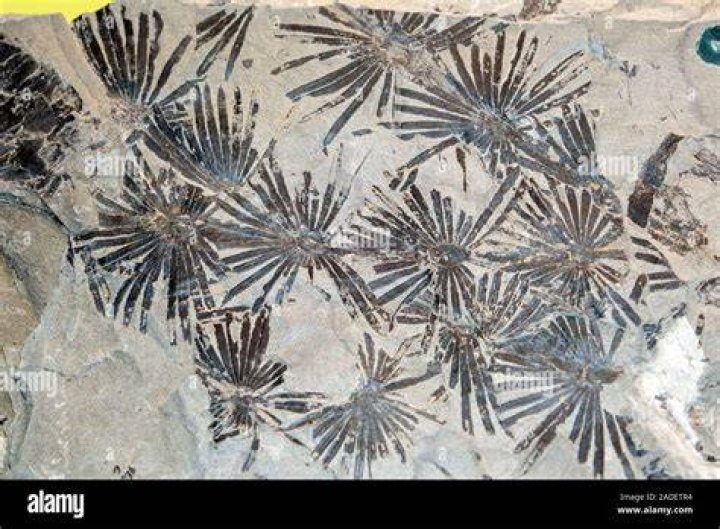 When was the annularia stellata discovered?
