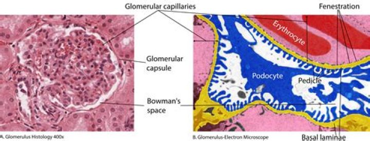 Where are capsules located?