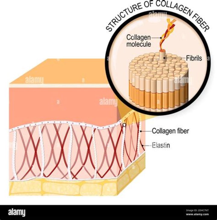 Where are collagen fibrils found?