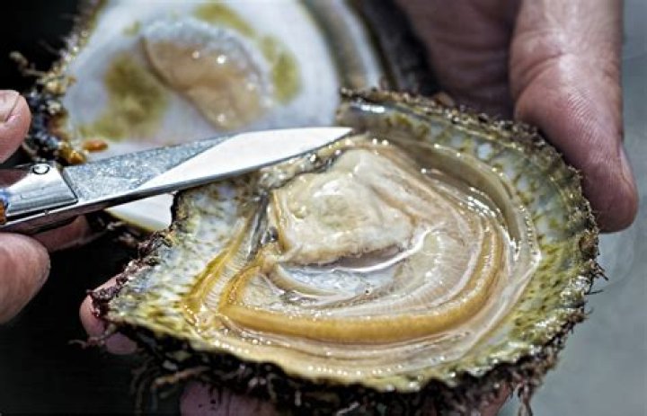 Where are oysters found?